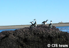 Cormoranes grises